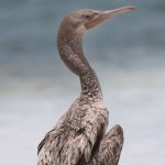 «باکلان» پس از درمان به دَرّه‌ انجیرِ بخش خرانق بازگشت