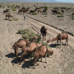 اظهارات غیرکارشناسی درباره «مخرب بودن پرورش شتر